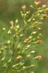 Mad-dog Skullcap blossoms