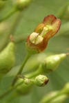 Mad-dog Skullcap blossom extreme detail