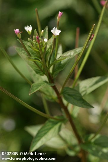 Epilobium ciliatum ssp. ciliatum