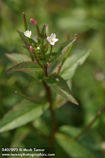 Epilobium ciliatum ssp. ciliatum