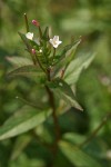 Common Willow Herb