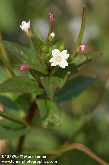 Epilobium ciliatum ssp. ciliatum