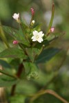 Common Willow Herb blossom & foliage detail