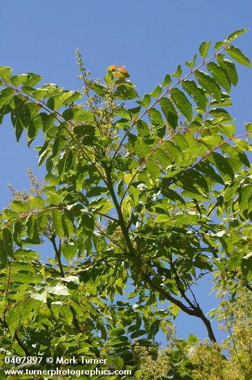 Rhus glabra