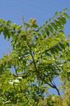 Western Sumac against blue sky