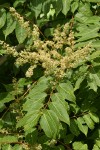 Western Sumac blossoms & foliage