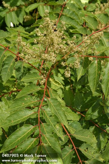 Rhus glabra