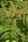 Western Sumac blossoms & foliage