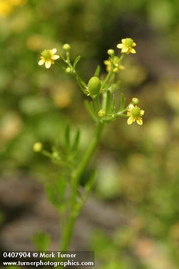 Ranunculus sceleratus