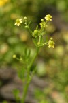 Celery-leaf Buttercup