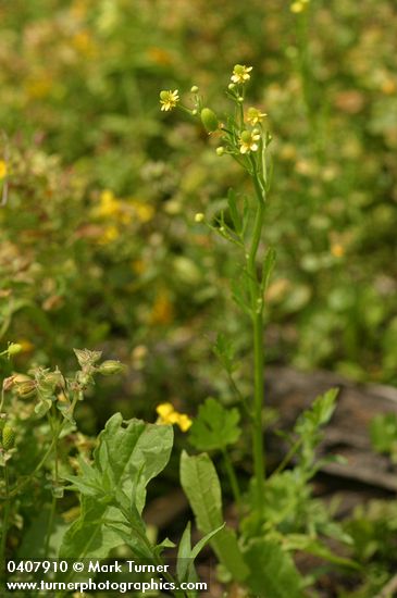 Ranunculus sceleratus