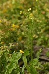 Celery-leaf Buttercup