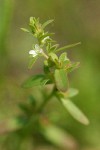 Purslane Speedwell