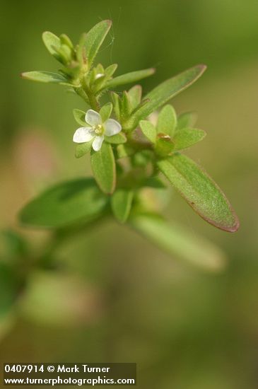 Veronica peregrina