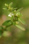 Purslane Speedwell