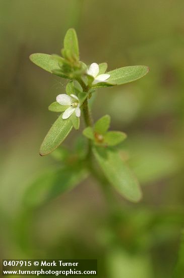 Veronica peregrina