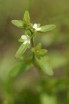 Purslane Speedwell