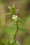 Purslane Speedwell