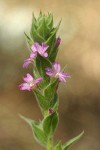 Dense Spike-Primrose blossoms