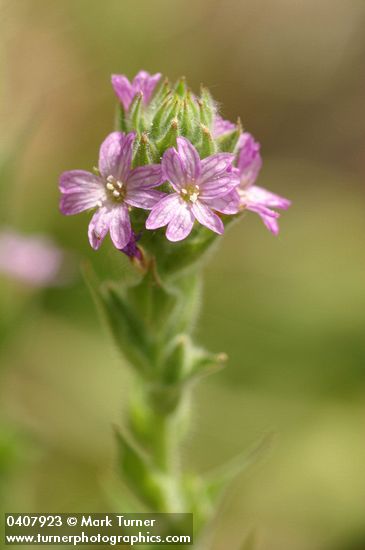 Epilobium densiflorum (Boisduvalia densiflora)