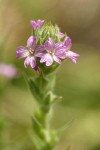 Dense Spike-Primrose blossoms