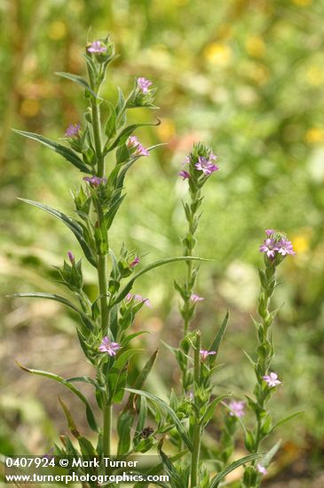 Epilobium densiflorum (Boisduvalia densiflora)