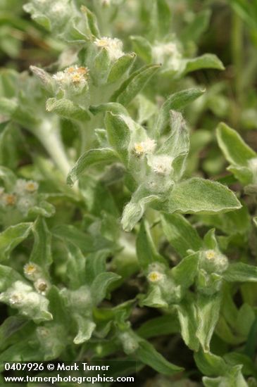 Gnaphalium palustre