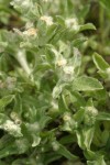 Lowland Cudweed