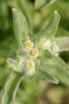 Lowland Cudweed blossoms & foliage detail