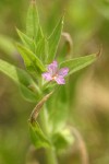 Smooth Spike-Primrose blossom & foliage