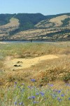 Rowena Plateau above Columbia R w/ dry vernal pool