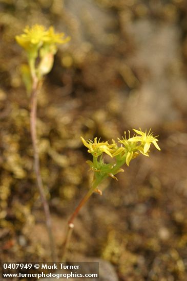 Sedum leibergii