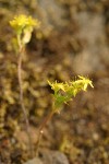 Leiberg's Sedum