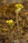 Leiberg's Sedum