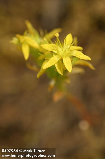 Sedum leibergii