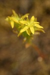 Leiberg's Sedum blossoms