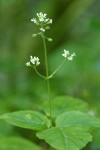 Enchanter's Nightshade