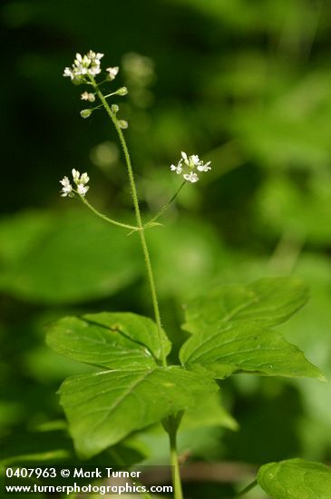 Circaea alpina