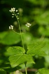 Enchanter's Nightshade