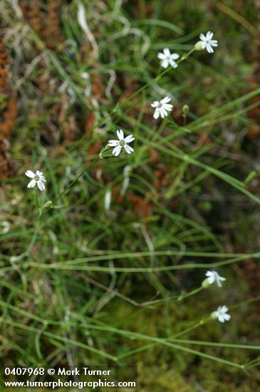 Silene douglasii