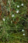 Douglas's Catchfly