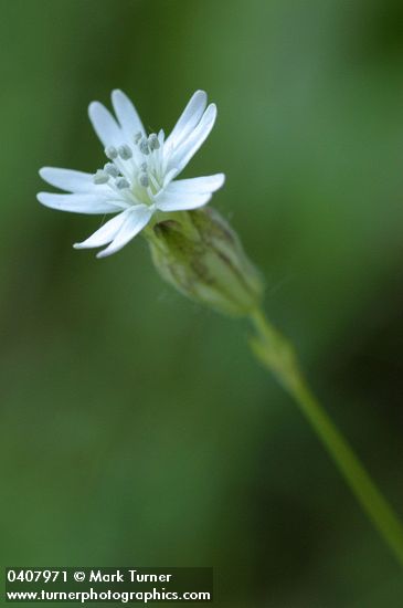 Silene douglasii