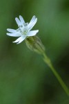 Douglas's Catchfly blossom detail