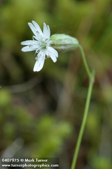 Silene douglasii