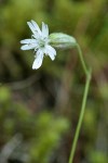 Douglas's Catchfly blossom detail