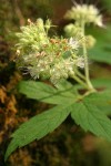 Pacific Waterleaf