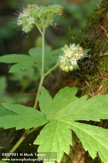 Hydrophyllum tenuipes