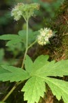 Pacific Waterleaf