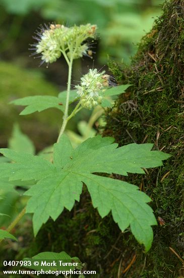 Hydrophyllum tenuipes