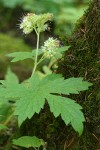 Pacific Waterleaf